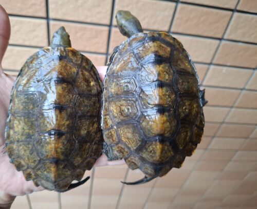 ニホンイシガメ（種子島産）WC 飼込み 甲長約8,5～10,5cm オス - 画像 (8)