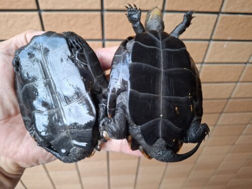 ニホンイシガメ（種子島産）WC 飼込み 甲長約8,5～10,5cm オス - 画像 (9)