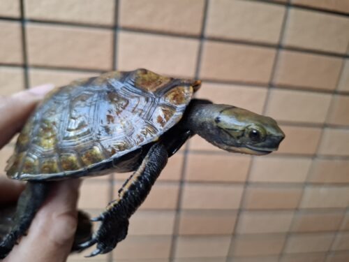 ニホンイシガメ（種子島産）WC 飼込み 甲長約8,5～10,5cm オス - 画像 (10)