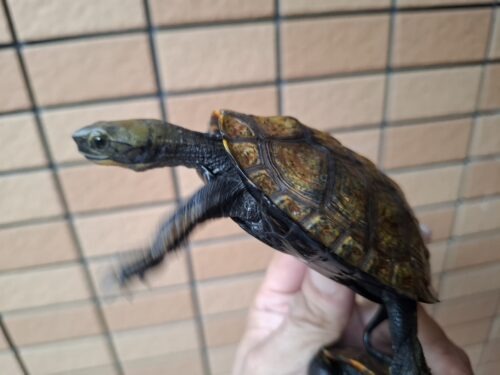 ニホンイシガメ（種子島産）WC 飼込み 甲長約8,5～10,5cm オス - 画像 (11)