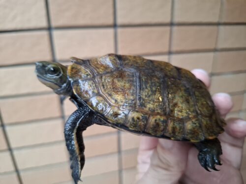 ニホンイシガメ（種子島産）WC 飼込み 甲長約8,5～10,5cm オス - 画像 (13)