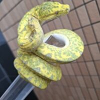 グリーンパイソン（ビアク）約100cm