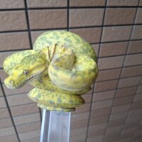 グリーンパイソン（ビアク）約100cm