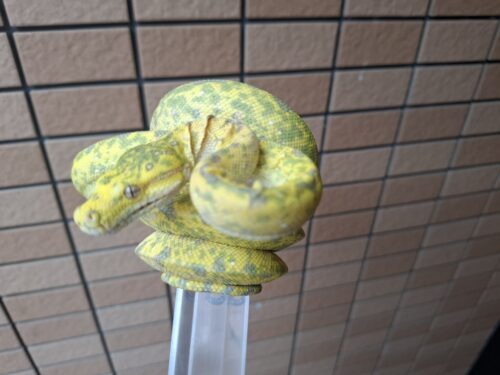 グリーンパイソン（ビアク）約100cm