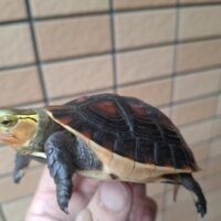 チュウゴクセマルハコガメ（国内CB）甲長約8,5cm オス