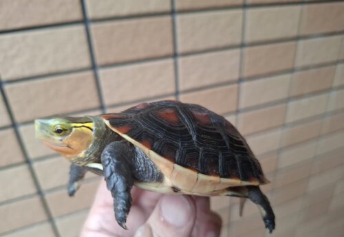 チュウゴクセマルハコガメ（国内CB）甲長約8,5cm オス