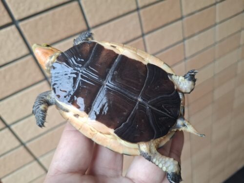 チュウゴクセマルハコガメ（国内CB）甲長約8,5cm メス - 画像 (7)