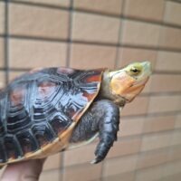 チュウゴクセマルハコガメ（国内CB）甲長約8,5cm オス
