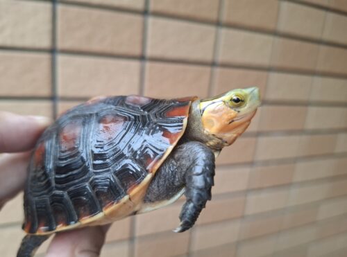 チュウゴクセマルハコガメ（国内CB）甲長約8,5cm オス - 画像 (2)