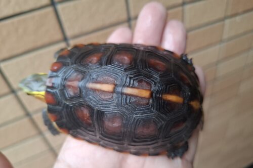 チュウゴクセマルハコガメ（国内CB）甲長約8,5cm オス - 画像 (4)