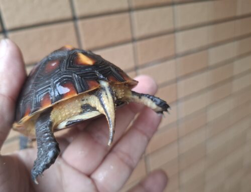 チュウゴクセマルハコガメ（国内CB）甲長約8,5cm オス - 画像 (6)
