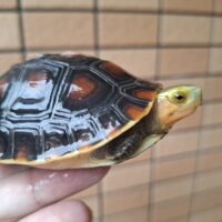 チュウゴクセマルハコガメ（国内CB）甲長約8,5cm メス