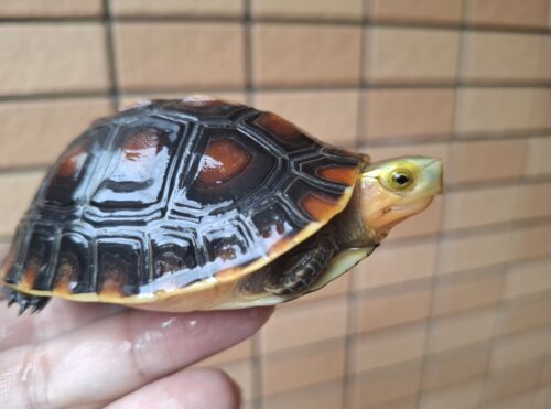 チュウゴクセマルハコガメ（国内CB）甲長約8,5cm メス