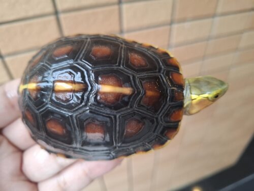 チュウゴクセマルハコガメ（国内CB）甲長約8,5cm メス - 画像 (6)