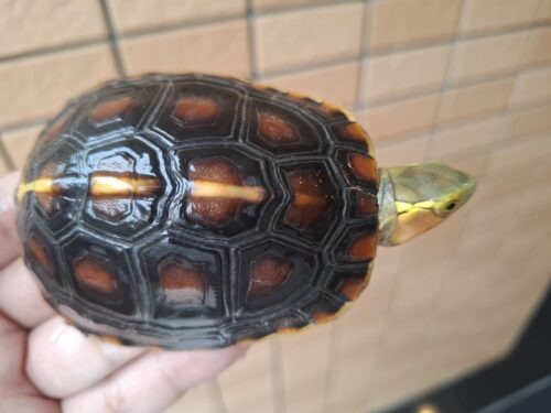 チュウゴクセマルハコガメ（国内CB）甲長約8,5cm メス - 画像 (3)