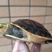 チュウゴクセマルハコガメ（国内CB）甲長約8,5cm メス