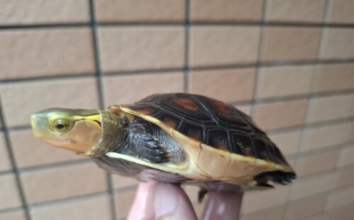 チュウゴクセマルハコガメ（国内CB）甲長約8,5cm メス - 画像 (5)