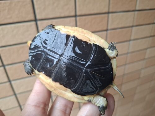 チュウゴクセマルハコガメ（国内CB）甲長約8,5cm オス - 画像 (5)