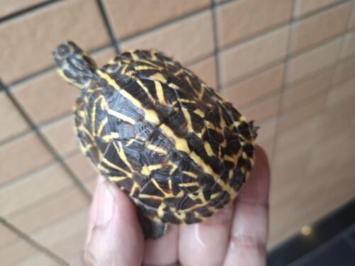 フロリダハコガメ（甲長約6,5cm）24CB - 画像 (9)
