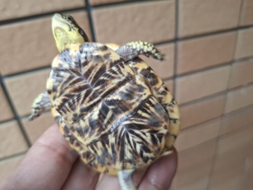 フロリダハコガメ（甲長約6,5cm）24CB - 画像 (10)