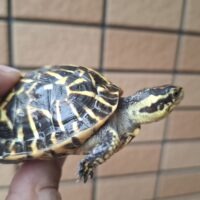 フロリダハコガメ（甲長約6,5cm）24CB