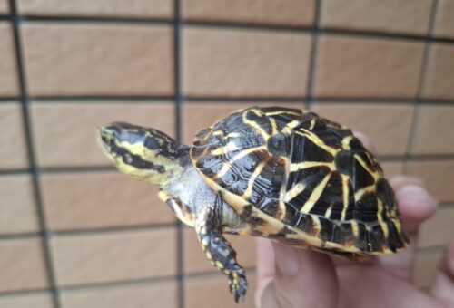 フロリダハコガメ（甲長約6,5cm）24CB - 画像 (7)