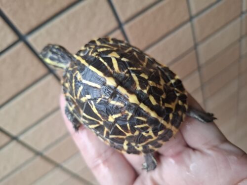 フロリダハコガメ（甲長約6,5cm）24CB - 画像 (5)