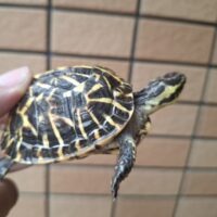 フロリダハコガメ（甲長約6,5cm）24CB