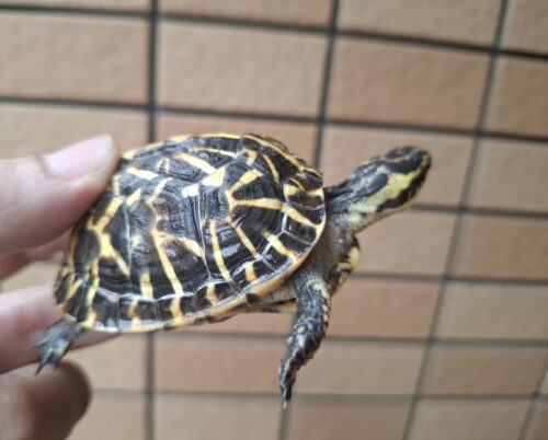 フロリダハコガメ（甲長約6,5cm）24CB - 画像 (2)