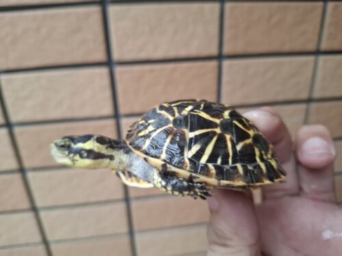 フロリダハコガメ（甲長約6,5cm）24CB - 画像 (8)