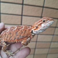 フトアゴヒゲトカゲ（クロマ/両親共にクロマ）国内CB