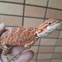 フトアゴヒゲトカゲ（クロマ/両親共にクロマ）国内CB