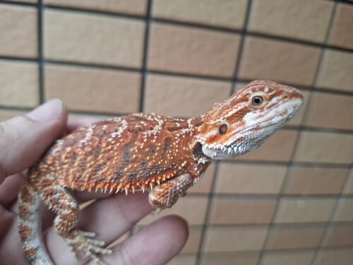 フトアゴヒゲトカゲ（クロマ/両親共にクロマ）国内CB