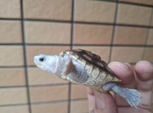 オルナータダイヤモンドバックテラピン（甲長約5,5cm）