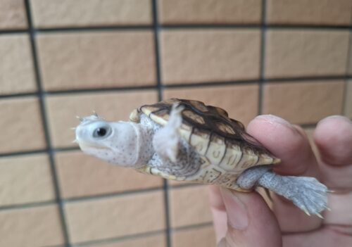 オルナータダイヤモンドバックテラピン（甲長約5,5cm） - 画像 (6)