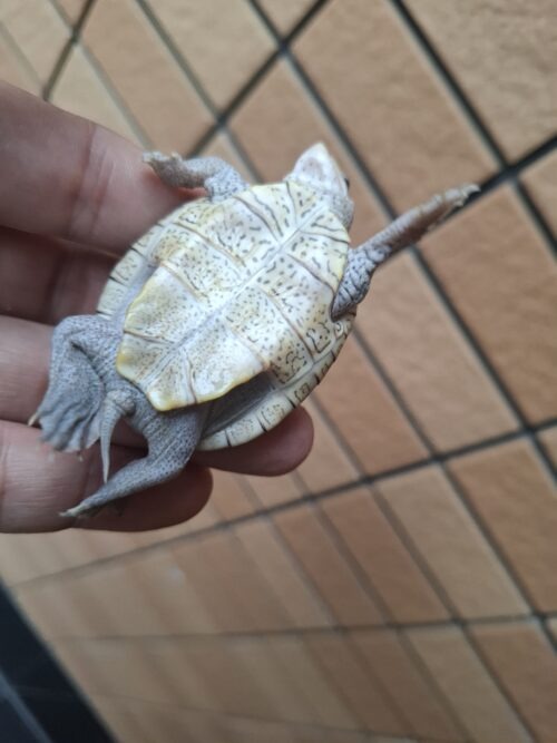 オルナータダイヤモンドバックテラピン（甲長約5,5cm） - 画像 (8)