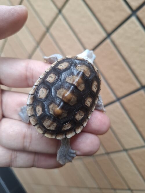 オルナータダイヤモンドバックテラピン（甲長約5,5cm） - 画像 (7)