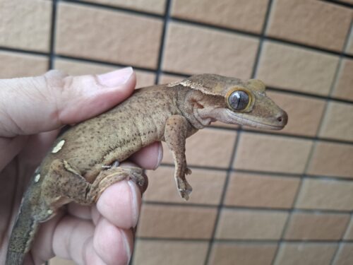 サラシノミカドヤモリ（アダルト）再生尾 オス - 画像 (8)