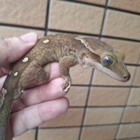 サラシノミカドヤモリ（アダルト）再生尾 オス