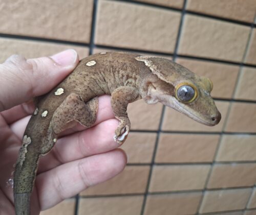 サラシノミカドヤモリ（アダルト）再生尾 オス