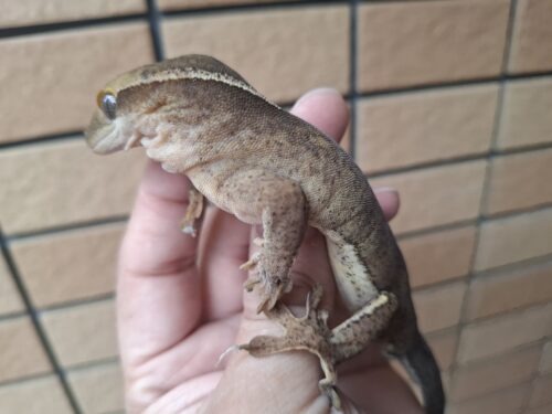 サラシノミカドヤモリ（アダルト）再生尾 オス - 画像 (5)