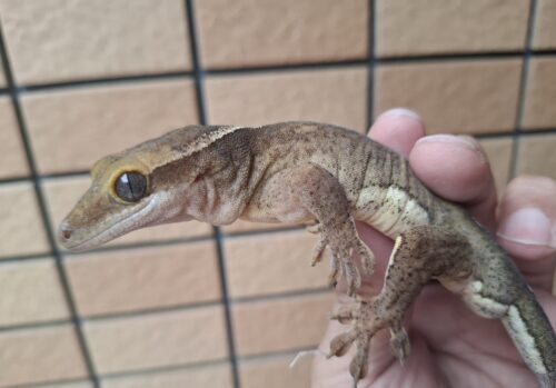 サラシノミカドヤモリ（アダルト）再生尾 オス - 画像 (3)