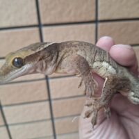 サラシノミカドヤモリ（アダルト）再生尾 オス