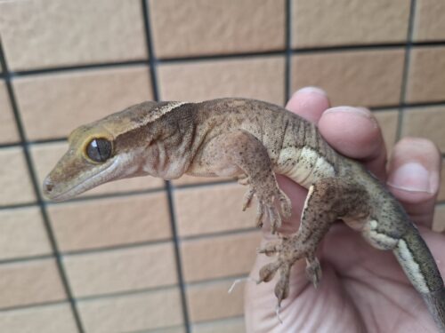 サラシノミカドヤモリ（アダルト）再生尾 オス - 画像 (2)
