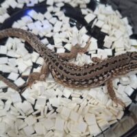 シクラカベカナヘビ（ヤングアダルト）