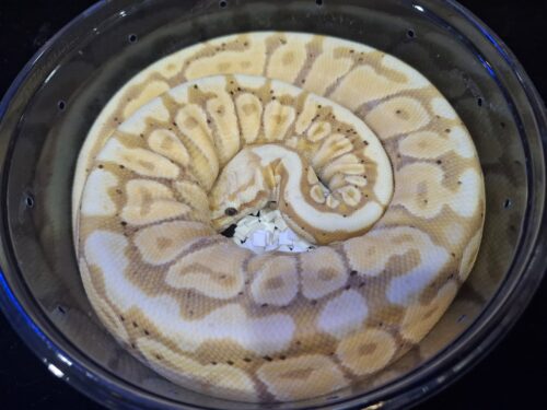 ボールパイソン（バナナスポットノーズ）約300g オス - 画像 (8)