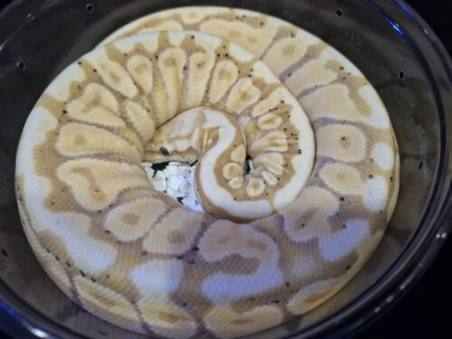 ボールパイソン（バナナスポットノーズ）約300g オス - 画像 (9)