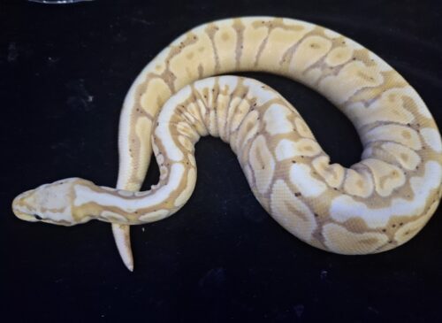 ボールパイソン（バナナスポットノーズ）約300g オス - 画像 (3)