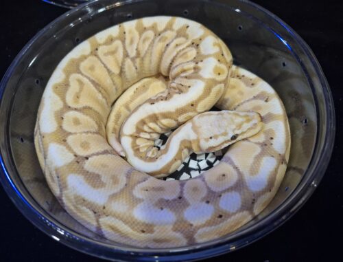 ボールパイソン（バナナスポットノーズ）約300g オス - 画像 (5)