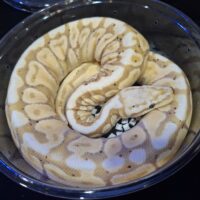 ボールパイソン（バナナスポットノーズ）約300g オス